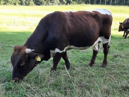 Bild 6:Pinzgauer Sprungstier