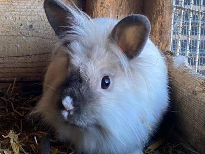 Bild 4:Zwergkaninchen