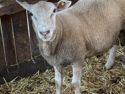 Texel Schafbock abzugeben