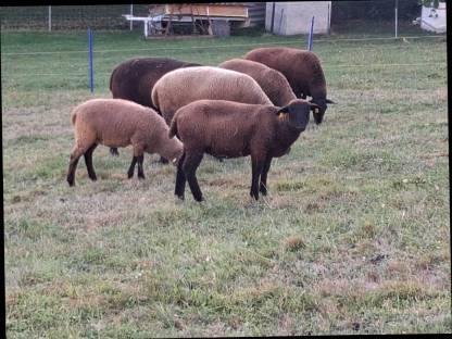 Bild 7:3 Jura Widder