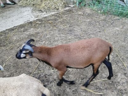 Kamerun Bock