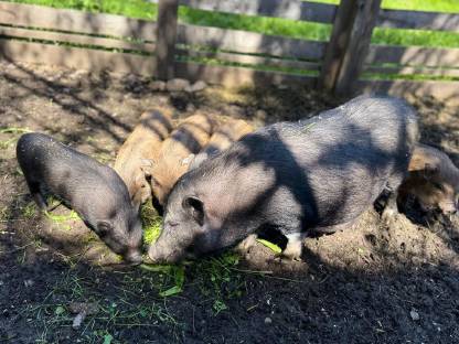 Bild 8:Minischweine