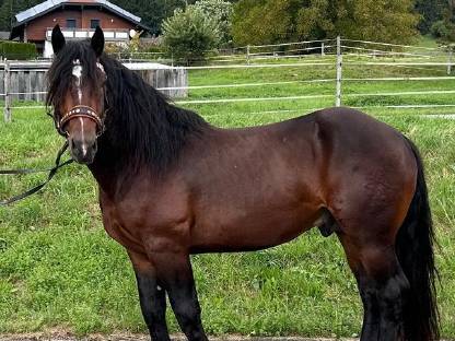 Bild 2:Noriker Hengst