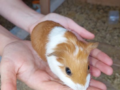 Bild 3:Meerschweinchen Junge