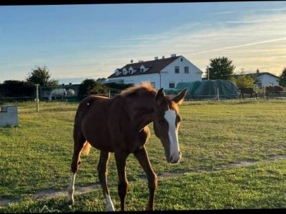 Bild 2:Zuckersüße Österreichische Warmblutfohlen