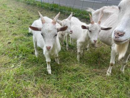 Bild 2:2 Ziegenböcke zu verkaufen