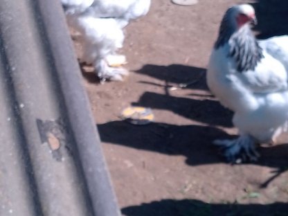 Bild 2:Brahma-Junghennen