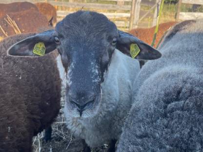 Bild 7:Bio Zwergschaf-Jungs