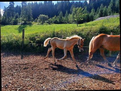 Bild 4:Haflinger Hengstfohlen Amigo