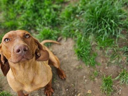 Bild 3:Magyar vizsla Hündin