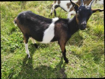 Bild 2:Tauernschecken nicht HB