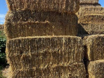 Bild 2:Stroh B-Ware zum Einstreuen