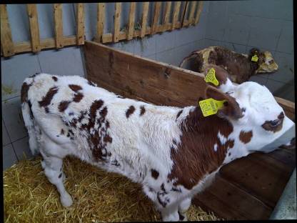 Verkaufe 50% Normande Stierkalb