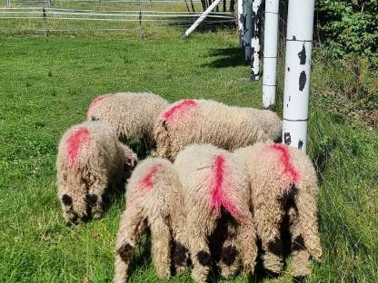 Bild 2:11 Walliser Schwarznasenschafe, Herdebuchtiere