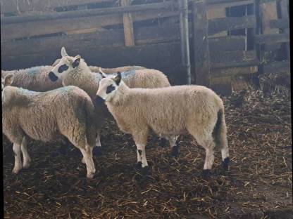 Bild 4:Kerry Hill Sheep Böcke