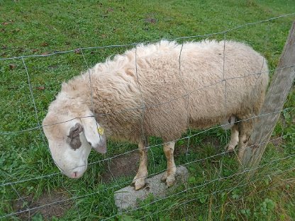 Bild 2:Kärtner Brillenschafwidder