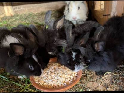 Bild 2:Liebe kleine Löwenkopf-Zwergkaninchen