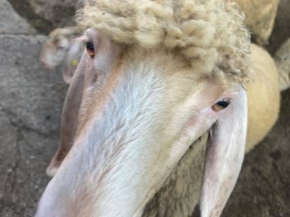 Bergschafe kleine Herde