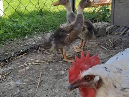 Bild 3:Junge Laufenten