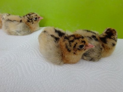 Bild 4:Friesenhuhn gold-schwarzgeflockt