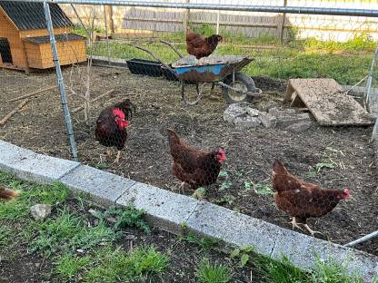 Bild 3:Eier von Rhode Island Reds