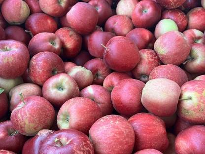 Bild 2:Gala Äpfel Klasse 2 (auch Kleinmengen)