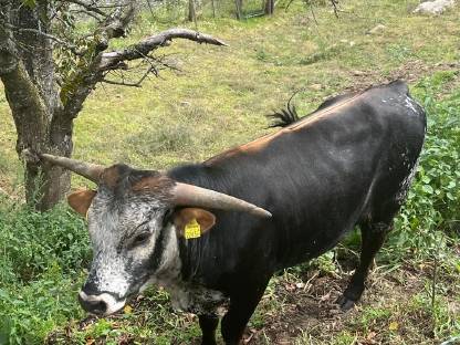 Texas Longhorn Stiere