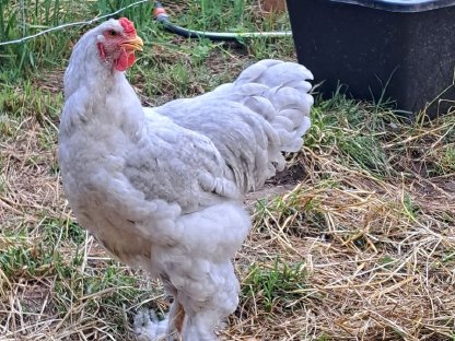 Bild 7:Bruteier Ayam Cemani, Brahma