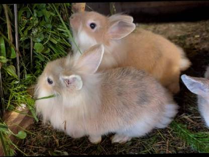 Bild 6:Liebe kleine Löwenkopf-Zwergkaninchen