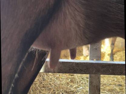 Bild 6:HB Gämsfarbige Gebirgsziegenkitze