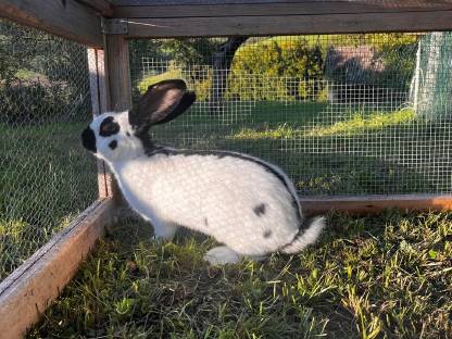 Bild 2:Deutscher Riesenschecke reinrassig