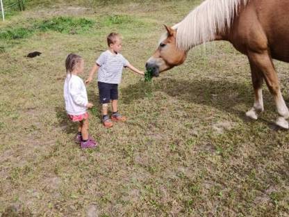 Haflinger Stute