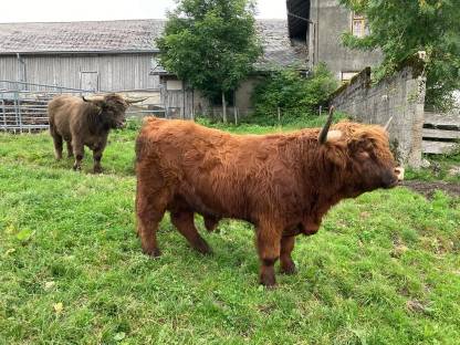 Bild 3:Verkaufe handzahmen Hochlandrindstier, BIO