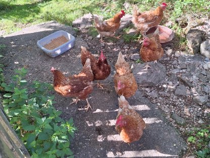 Bild 2:18 Hühner in gute Hände abzugeben