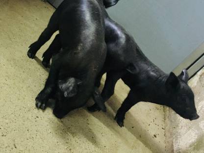 Bild 6:Schwäbisch Hall x Duroc Ferkel, Iberico-Schw.-Hall x Duroc