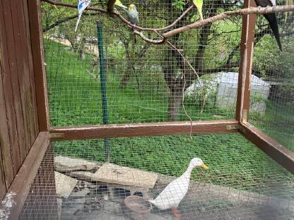 Bild 3:Wellensittiche