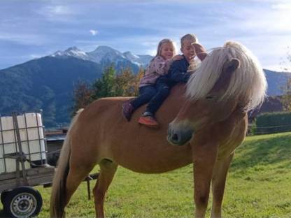 Bild 2:Haflinger Stute