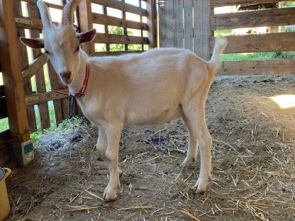 Bild 5:Junge Saanenziege-Böcke