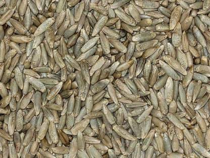 Bild 2:Grünschnittroggen BIO