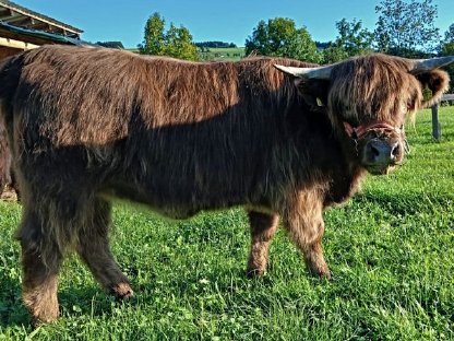 Bild 4:Verkaufe Bio-Hochlandrinder Kalbin