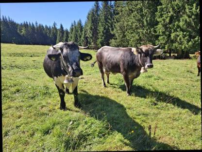 Bild 2:Tiroler Grauvieh Dachs Kuh Rind Milchkuh