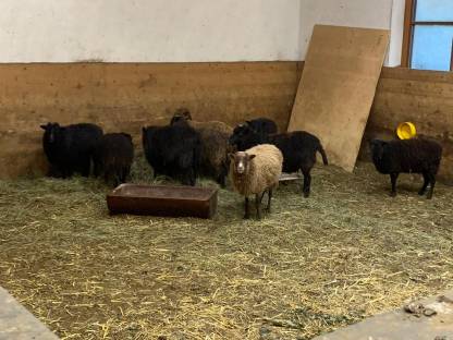 Bild 2:Quessant Zwergschafe