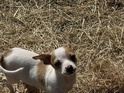 Bild 2:Einzigartige Chihuahua Welpen suchen Lebensplätze