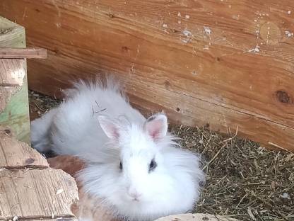 Bild 2:Zwergkaninchen