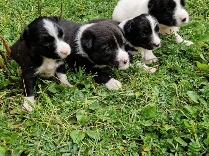 Bild 3:Border-Spitz-Collie-Mischlinge