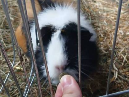 Bild 2:Meerschweinchen