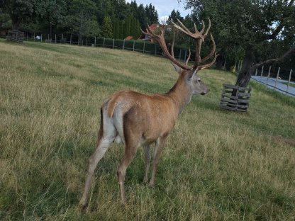 Bild 4:Rotwild Zuchthirsch