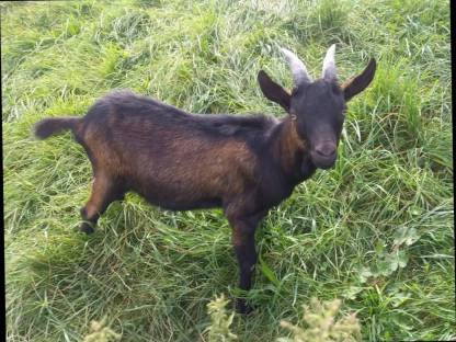 Tauernschecken Bock