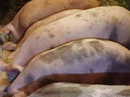 Bild 2:Fresser zu verkaufen