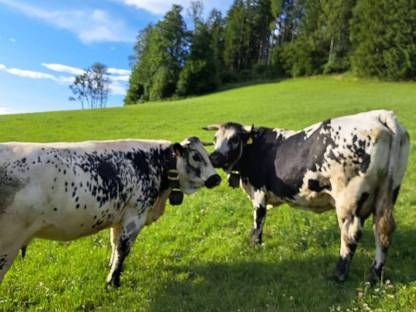 Suche Weide / Alm